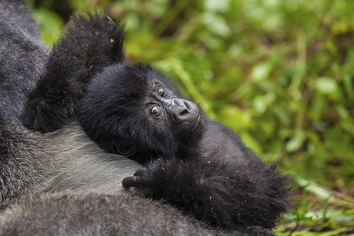 Gorila východní, Gorilla beringei graueri, národní park Kahuzi-Biega, D.R.Kongo